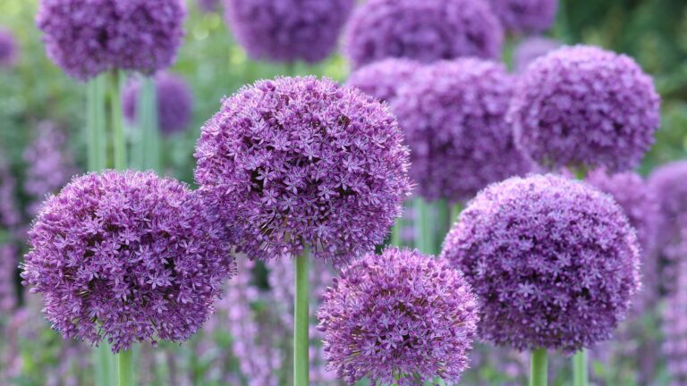 blooming allium plants