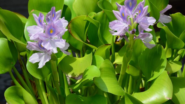 water hyacinth plant flower