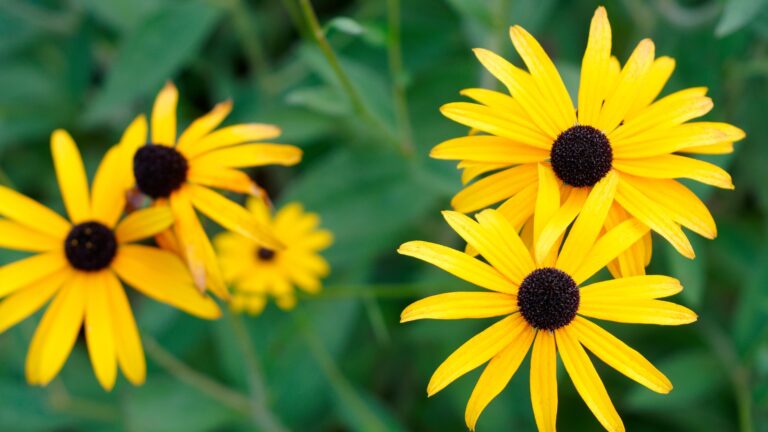 black eyed susan