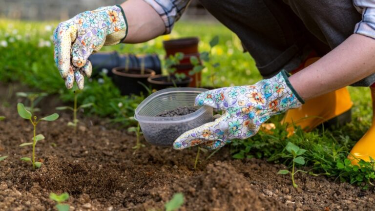 woman gardener amending soil