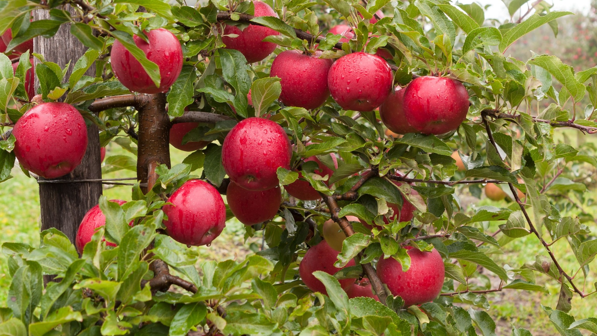 homegrown apple tree