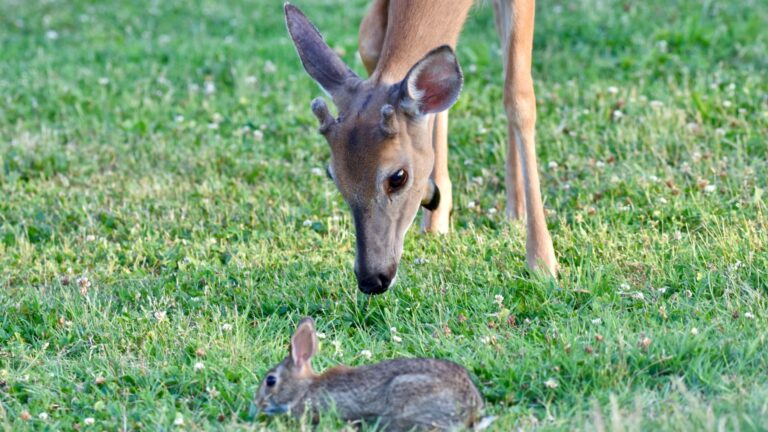 deer and rabbit