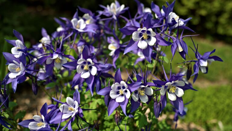 columbine flowers