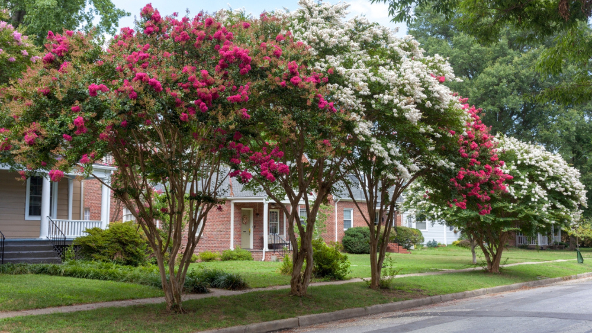 26 Small Trees That Add Beauty To Your Landscape Without Damaging Your Home Or Driveway