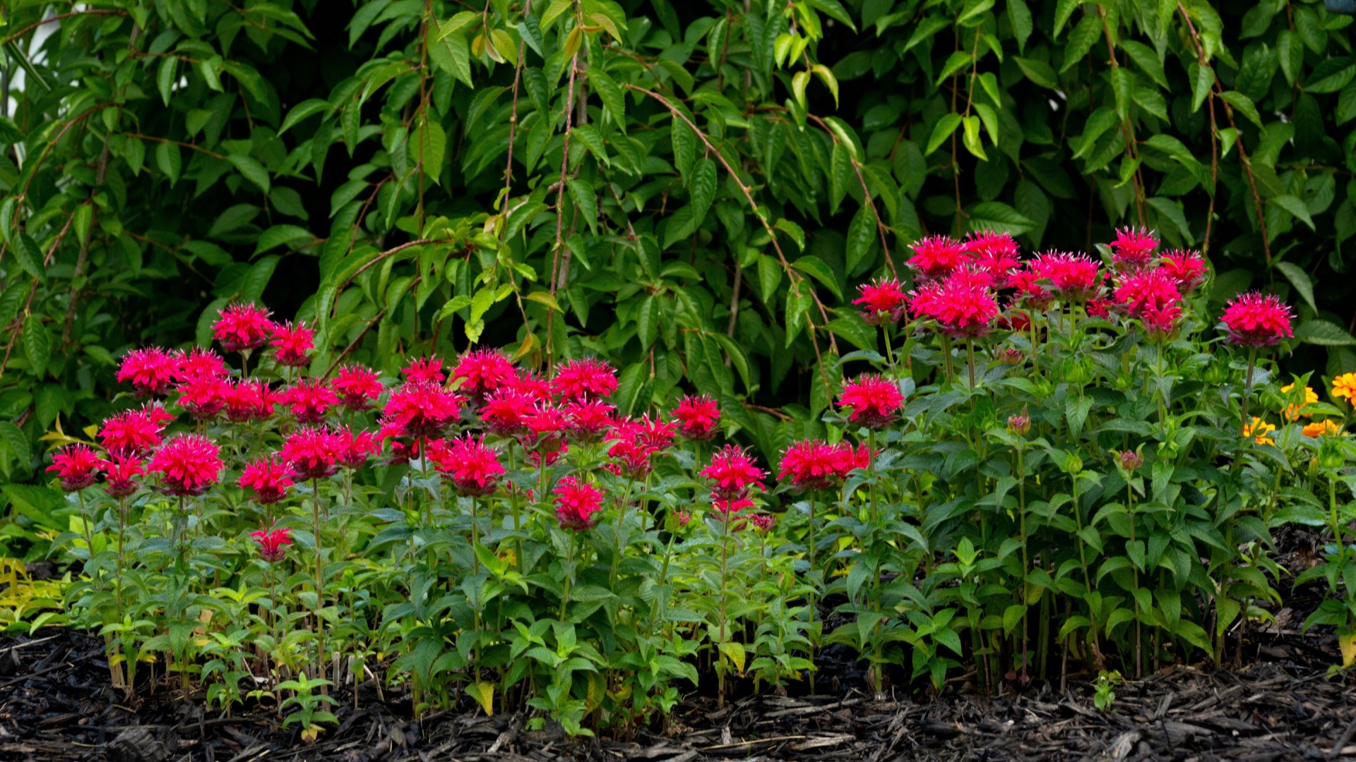 red bee balm flower bed