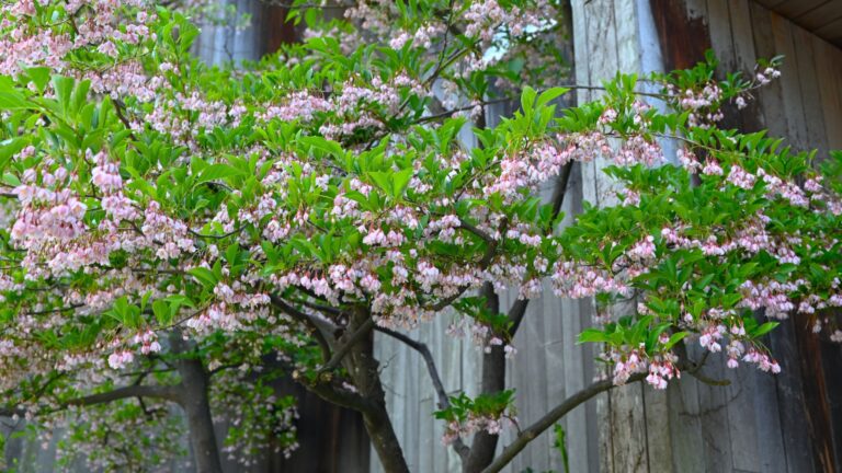 japanese snowbell tree