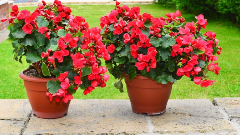 flowering potted begonias on a patio