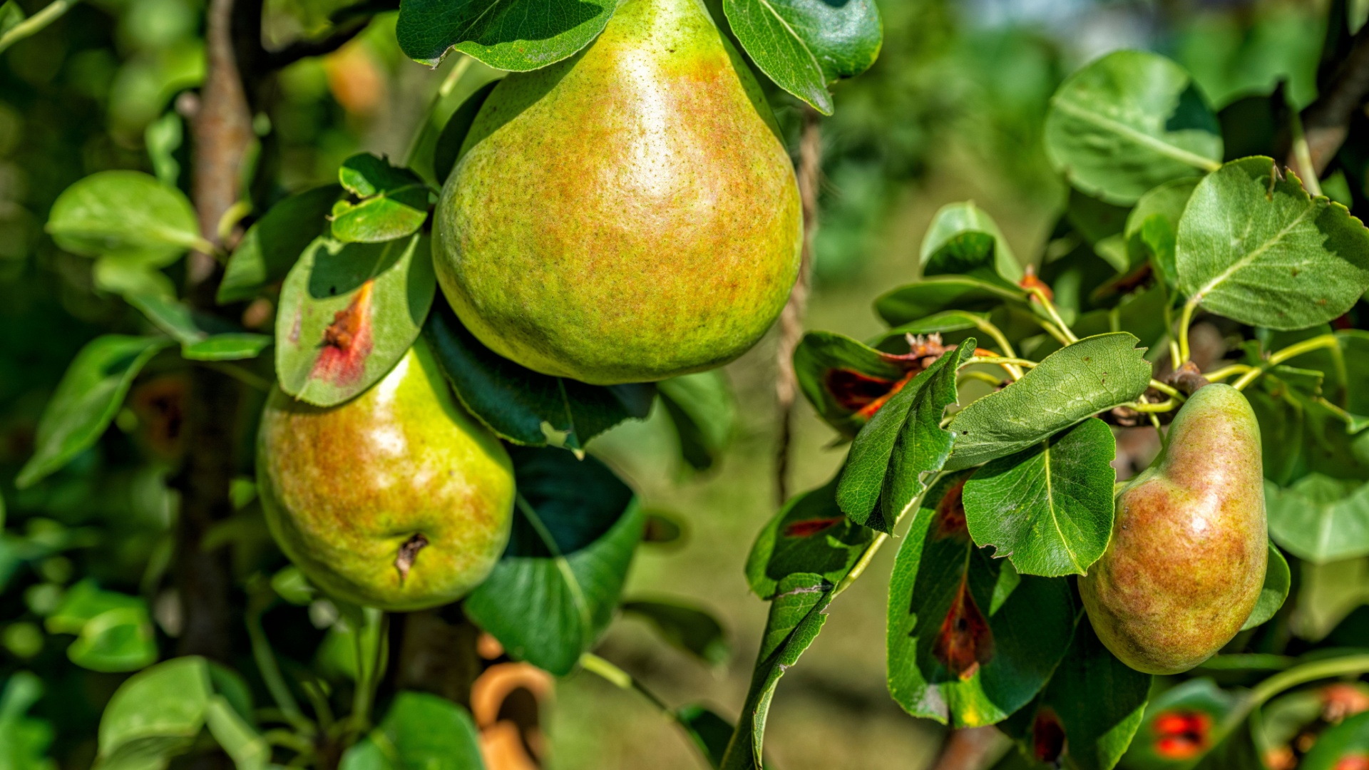 pear tree fruits