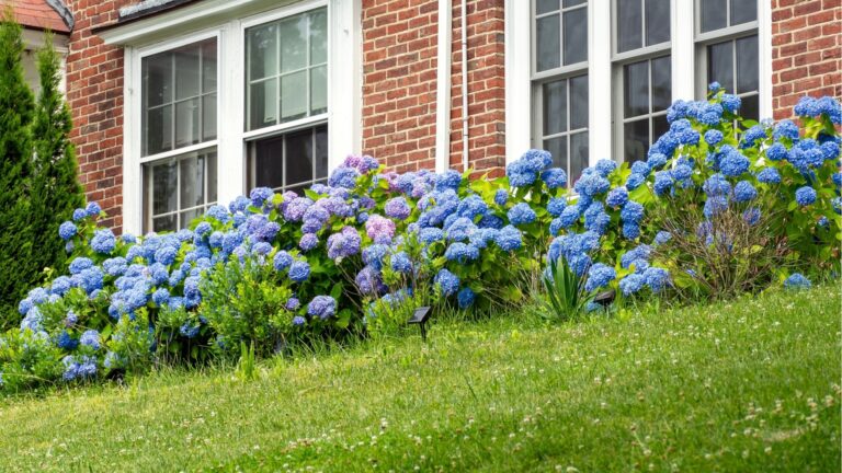 blue hydrangeas planted on a slope in yard
