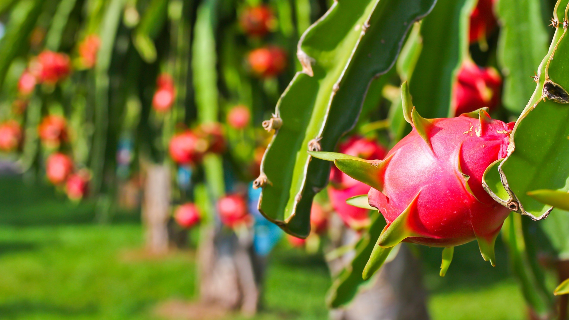 dragon fruit tree