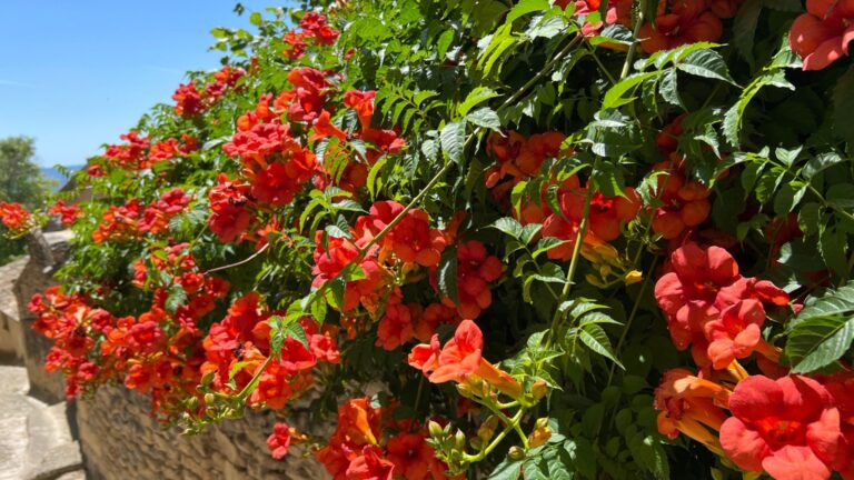 trumpet vine in bloom