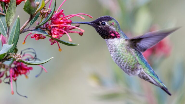 hummingbird feeding on a tree flower