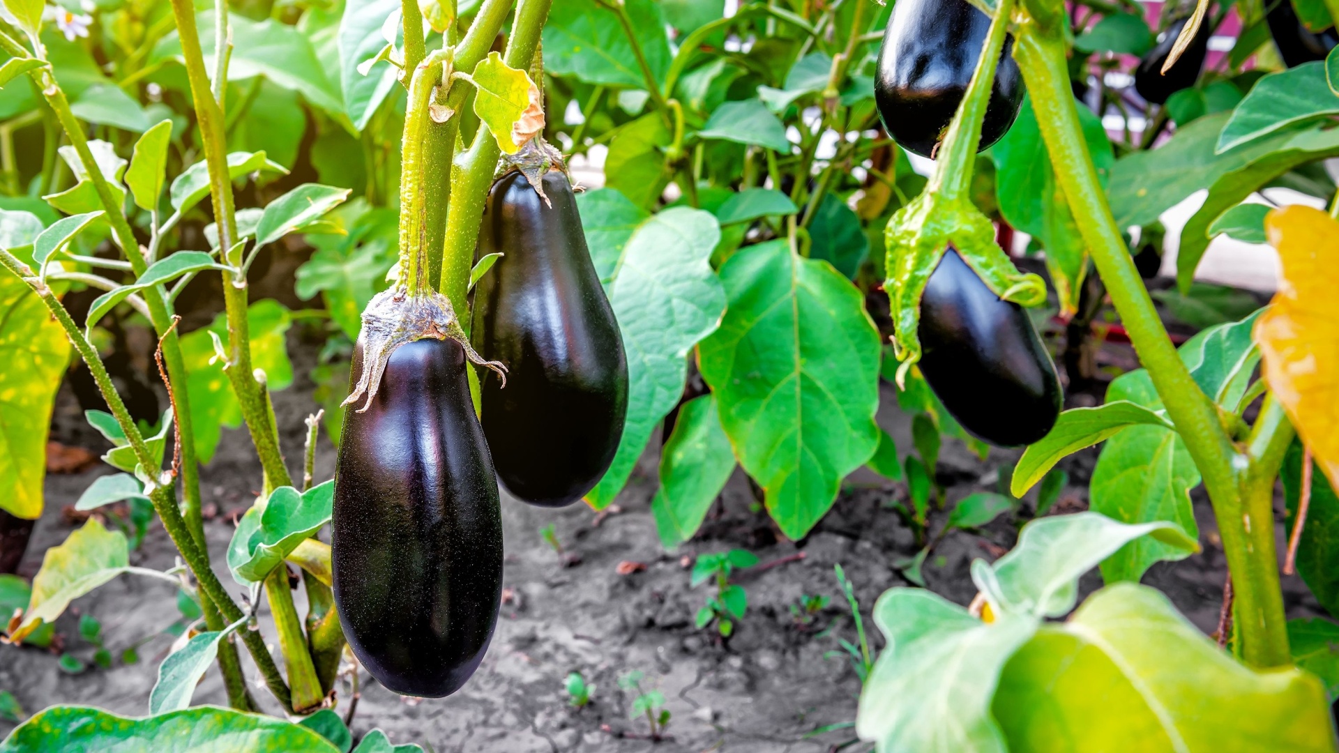 eggplants in garden