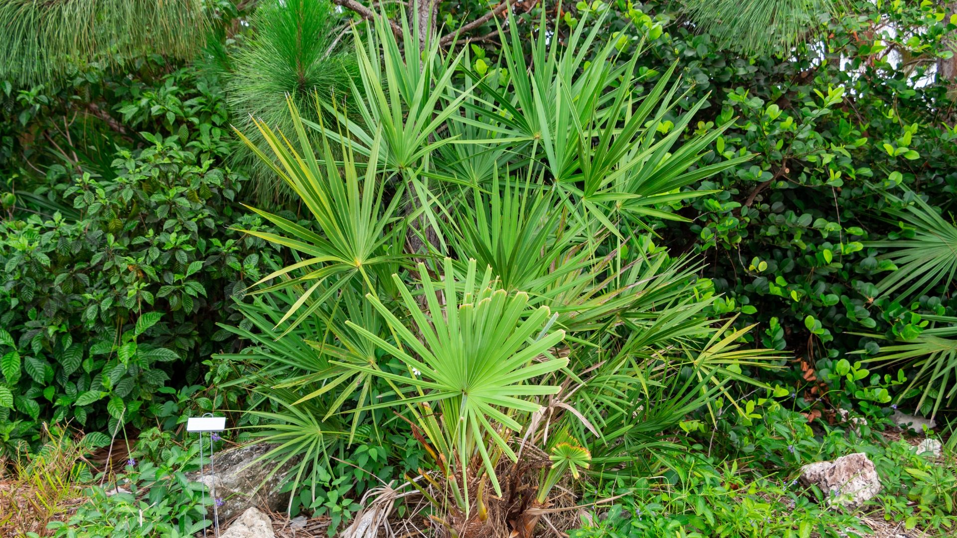 plant
