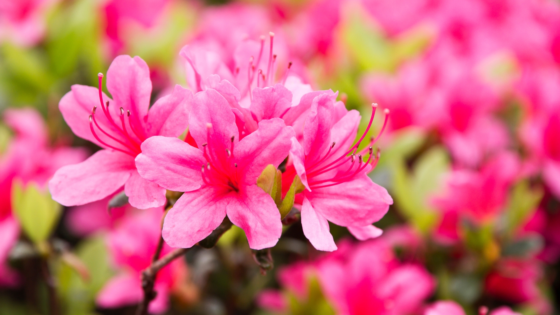 azalea flower