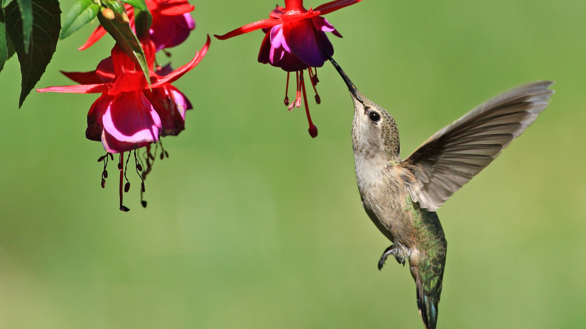 33 Stunning Hanging Plants That Attract Hummingbirds