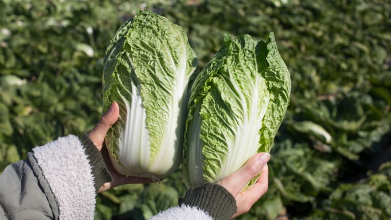 napa cabbage