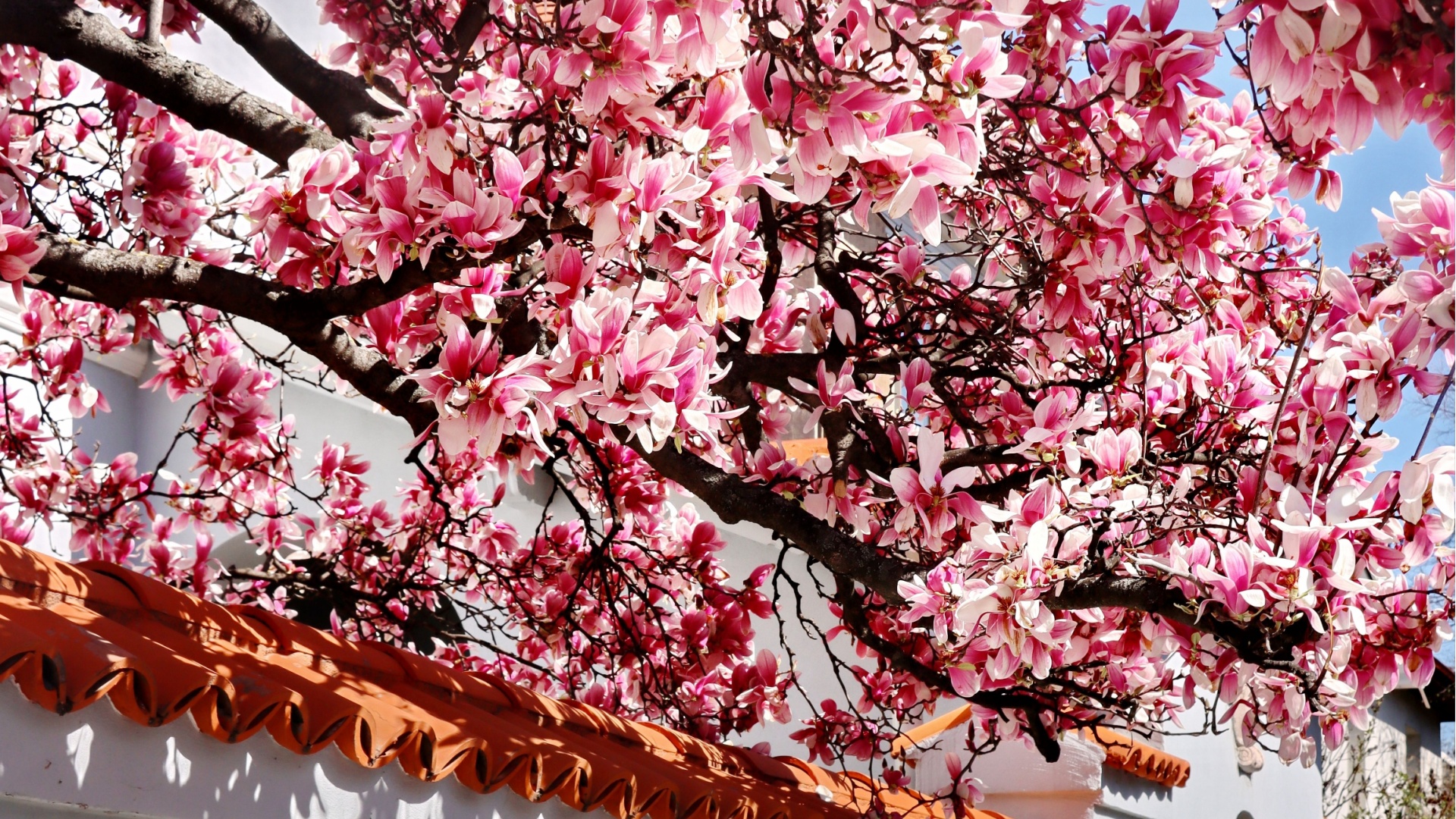 magnolia flowers