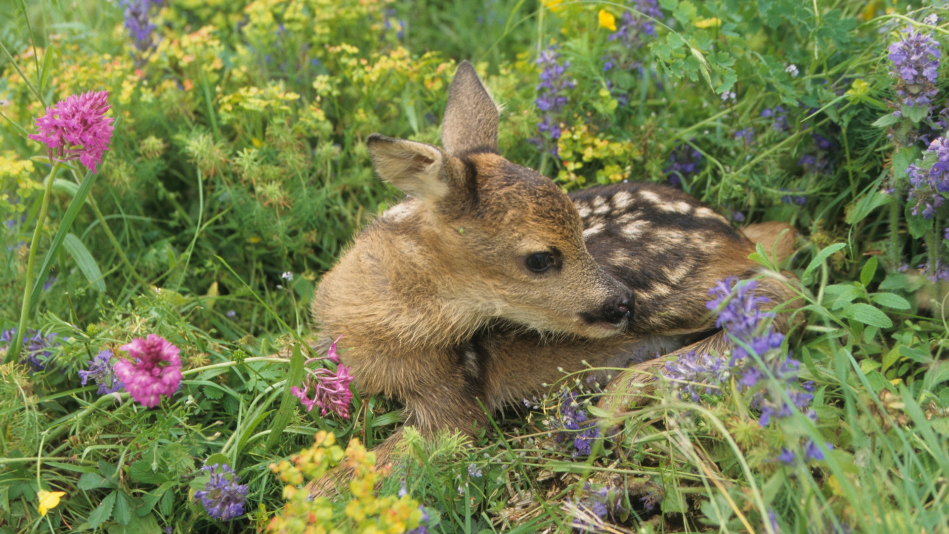 34 Deer Resistant Perennials With Stunning Blooms