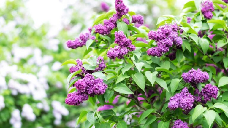 lilacs in garden