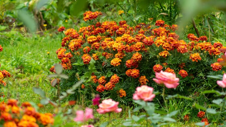 marigolds in garden