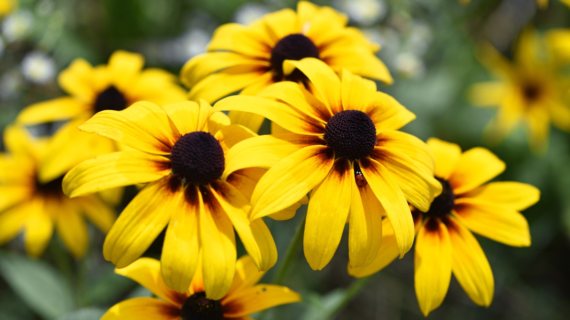 black-eyed susan flower