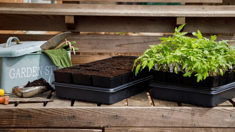 vegetable transplants ready to be planted