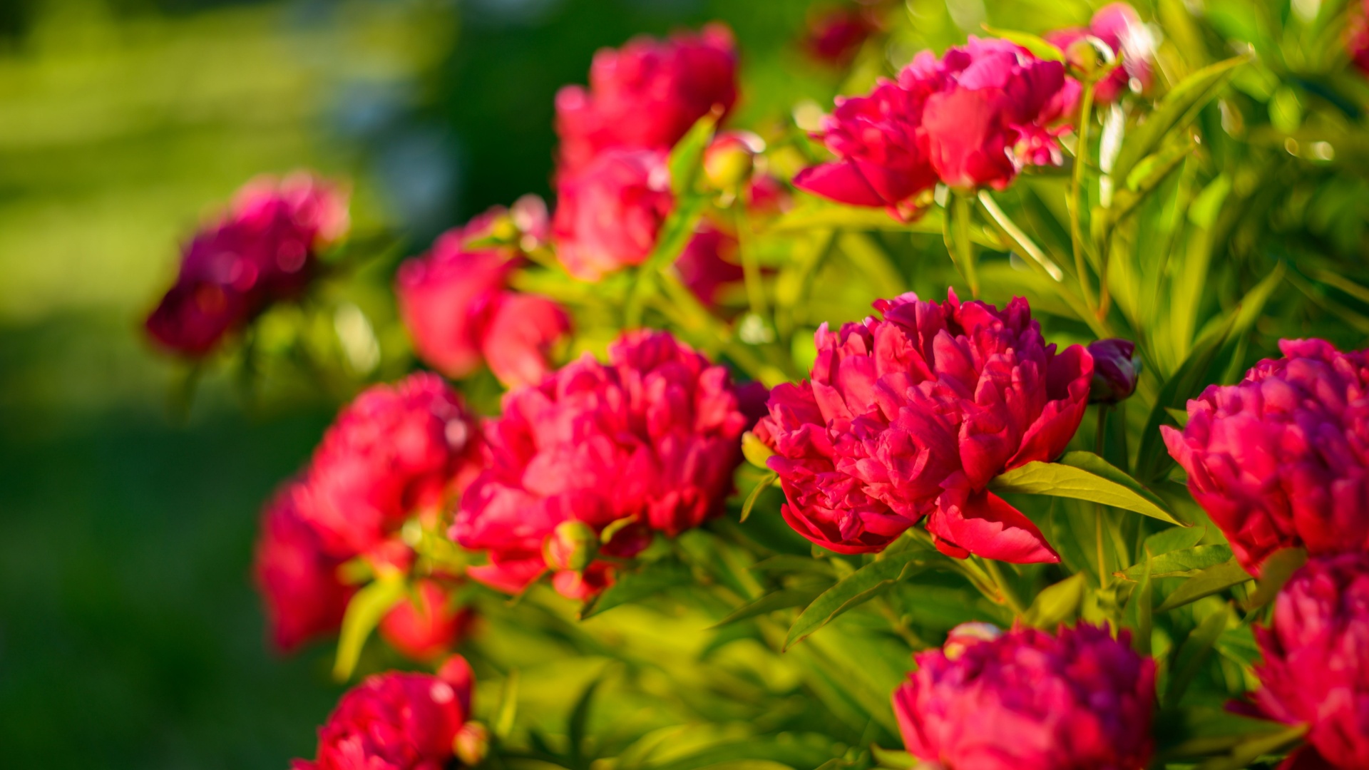 red peony