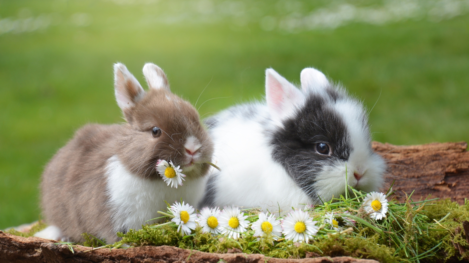 Rabbits