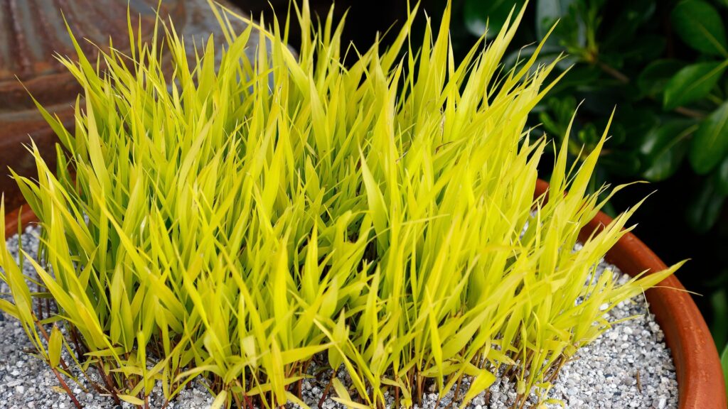 potted japanese forest grass