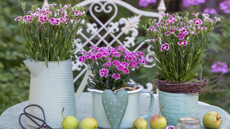 potted dianthus plants