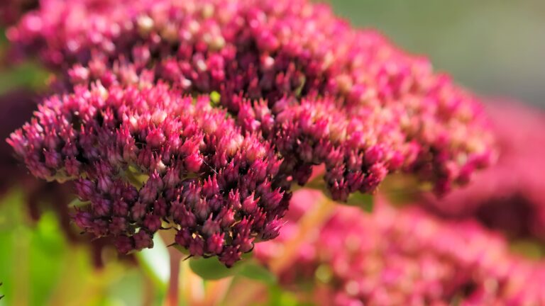 sedum flowers