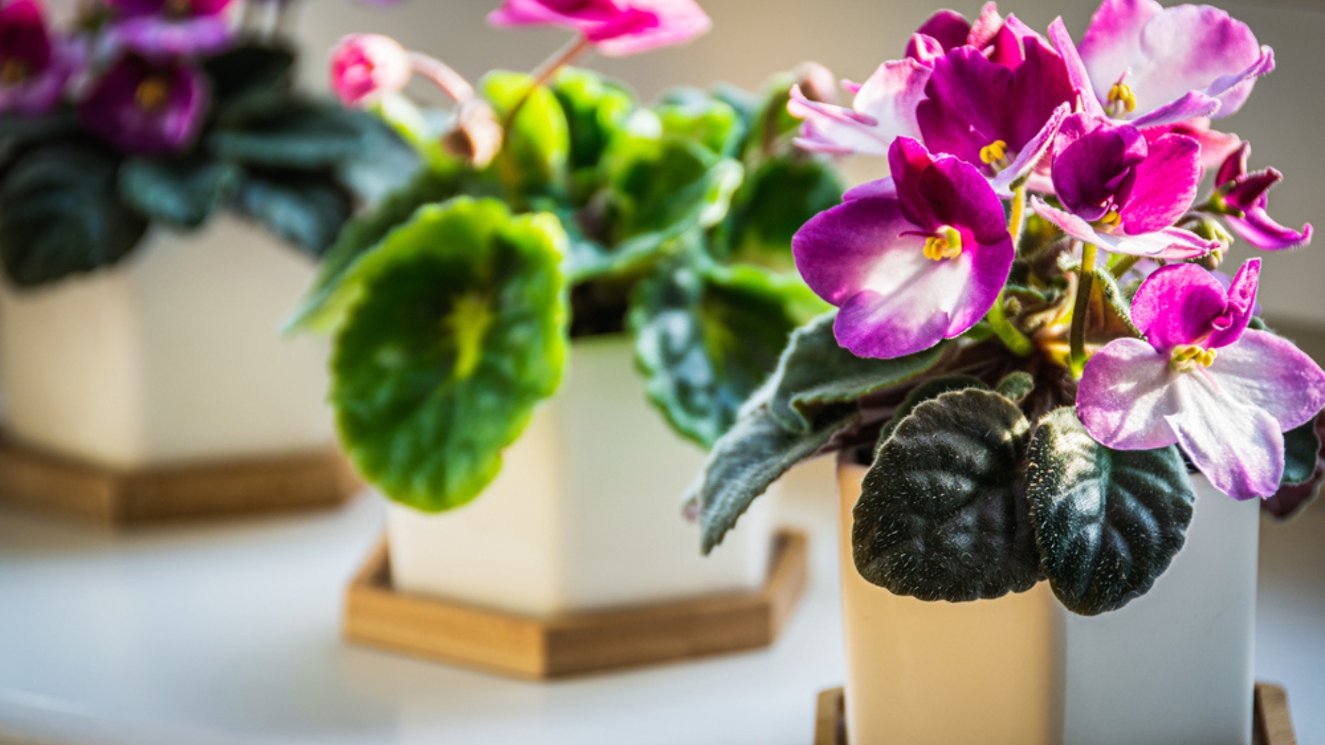 african violet plants in pots indoors