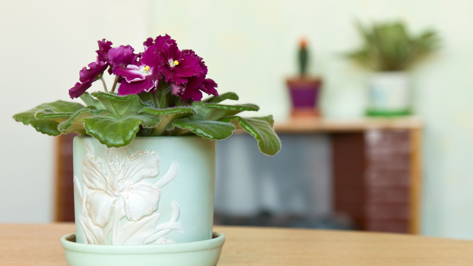 potted african violet