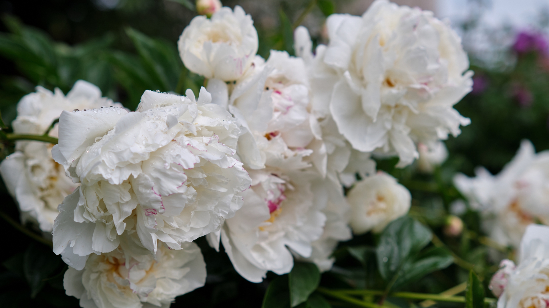38 Perennial Flowers That Will Instantly Draw Attention To Your Garden