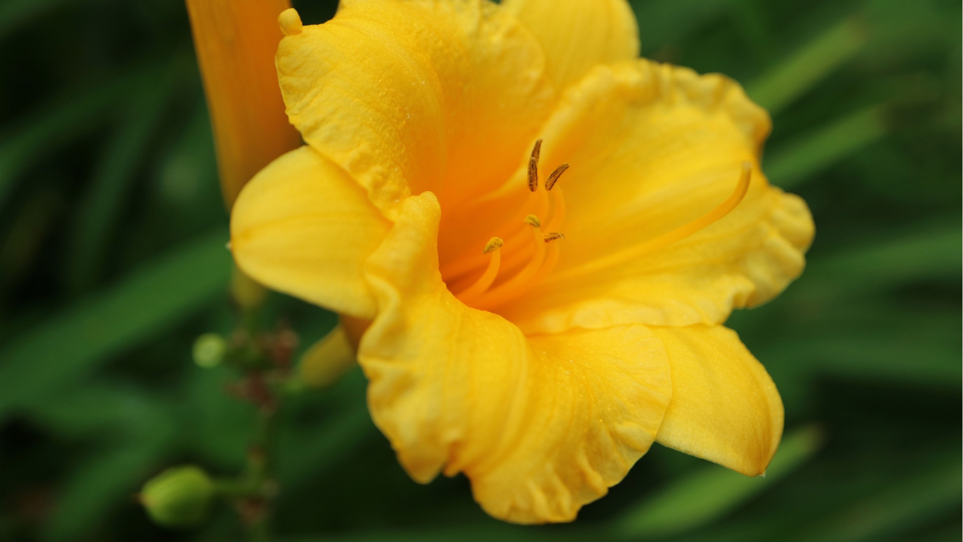 yellow daylily
