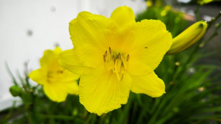 yellow daylily bloom