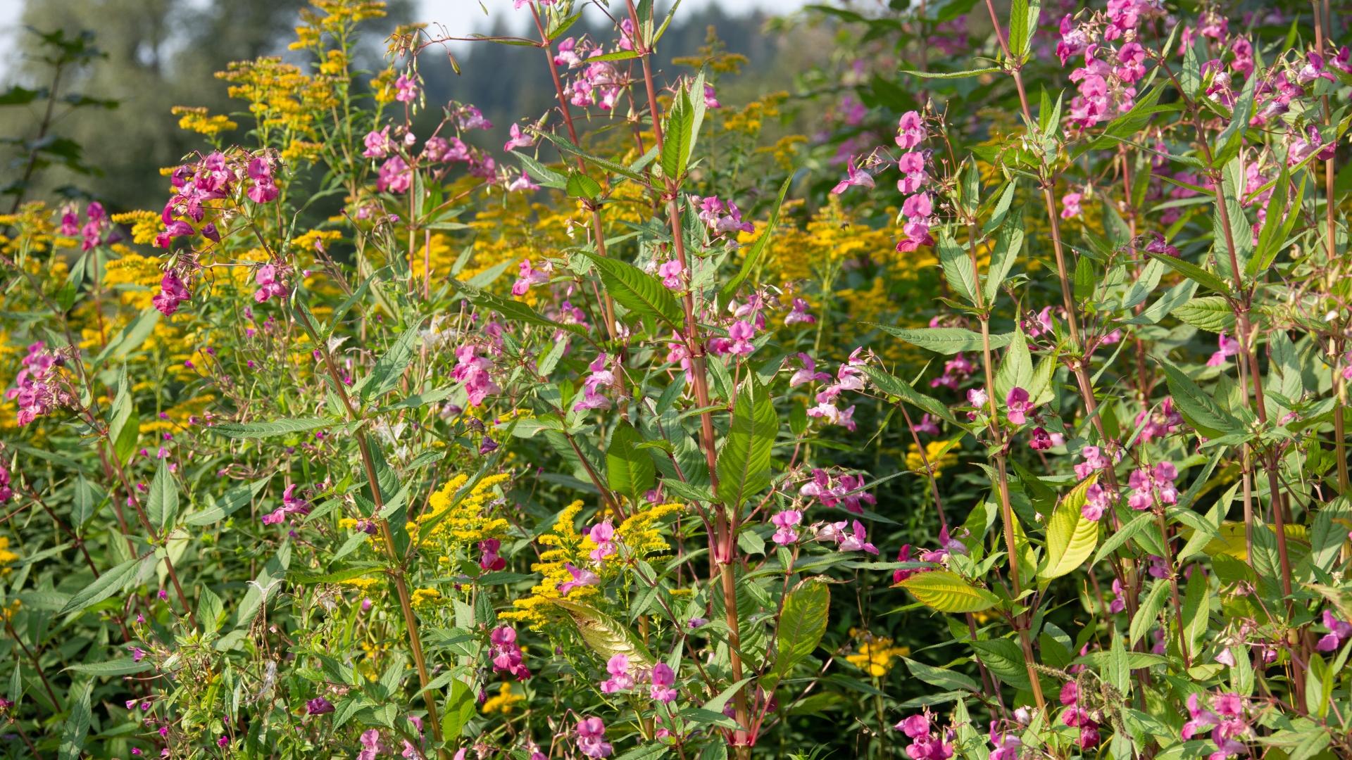 40 Shockingly Invasive Plants You Should Never Buy From The Garden Center