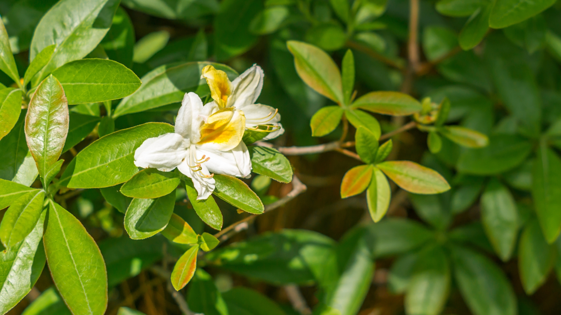 shrubs