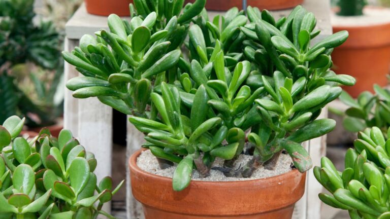 jade plant