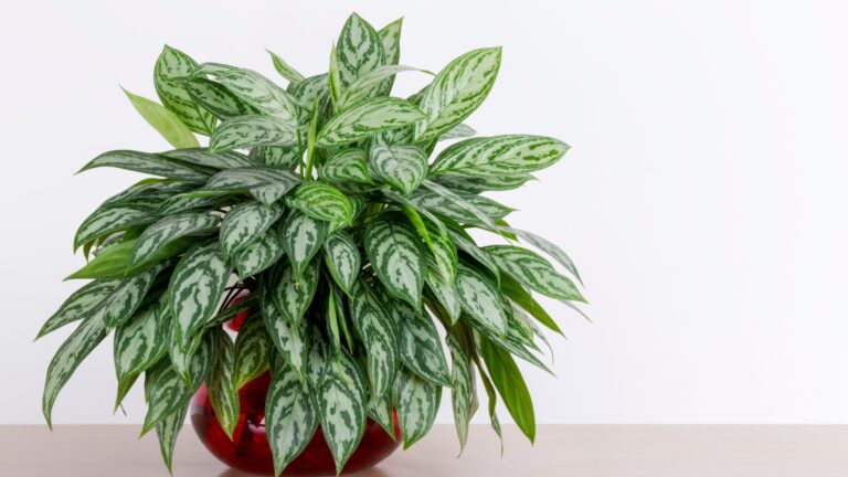 Chinese Evergreen
