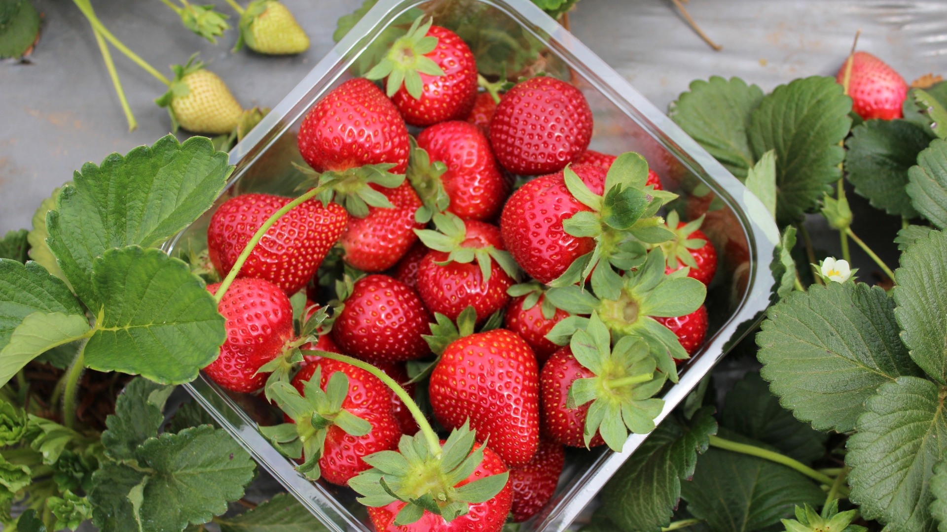 5 Ways To Water Strawberry Plants For A Juicy, Fruitful Harvest (Plus More Tricks For Growing Success)