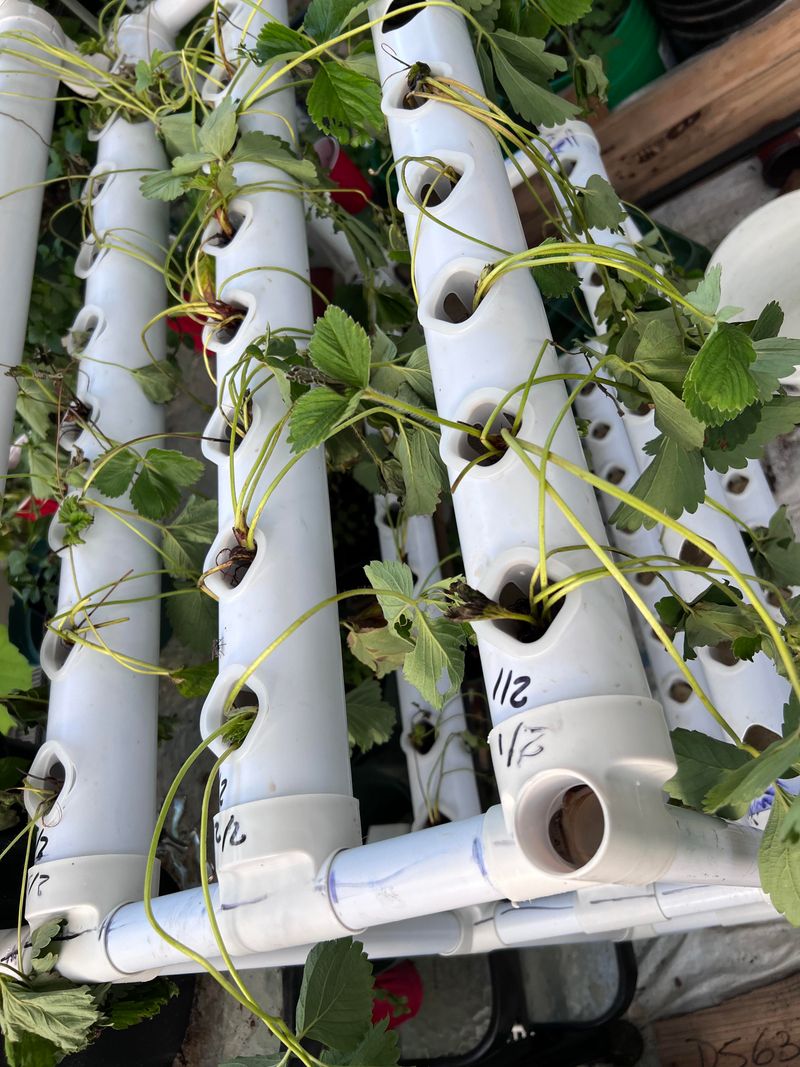 Morning Drip Irrigation