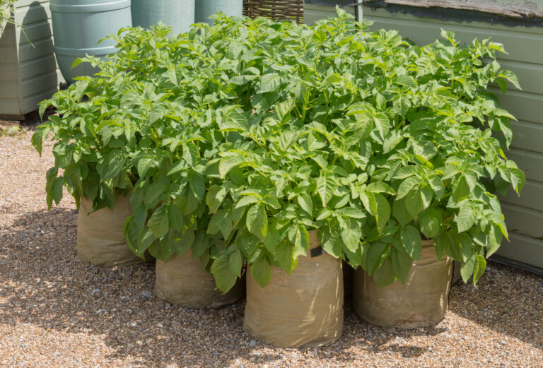 8 Innovative Techniques For Planting Potatoes