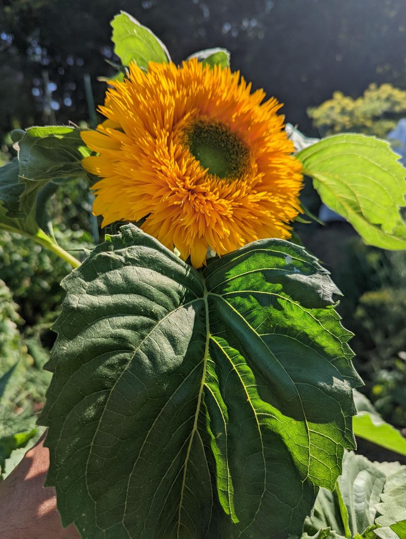 Double-Flowered Sunflowers