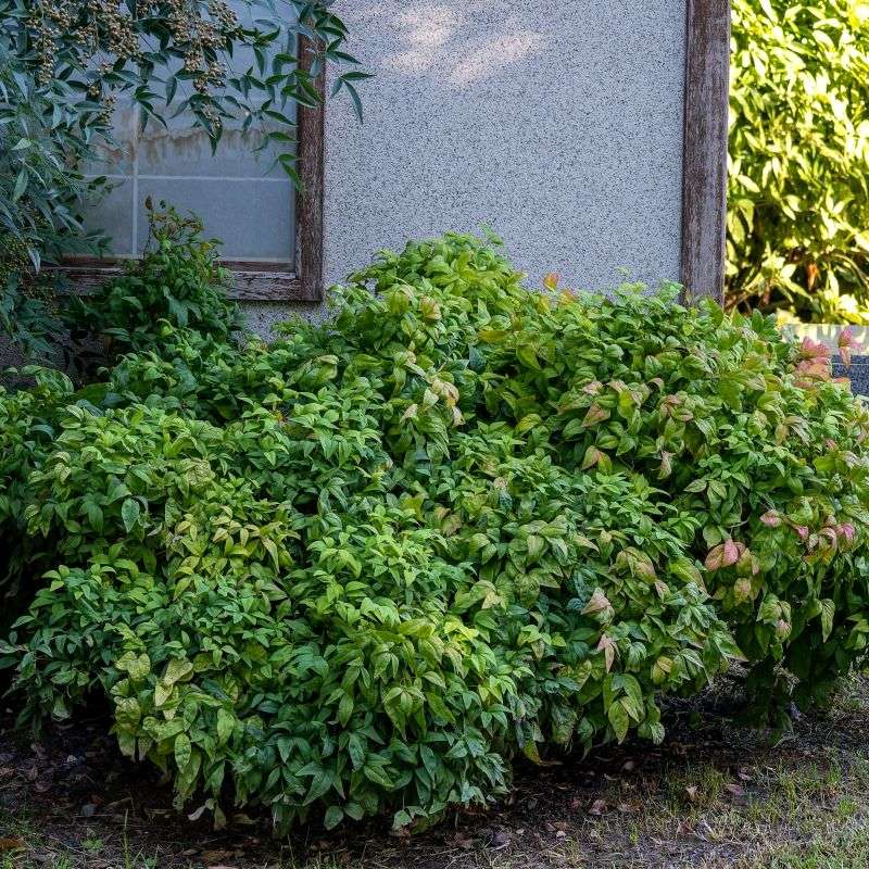 AVOID: Bamboo's Aggressive Spread