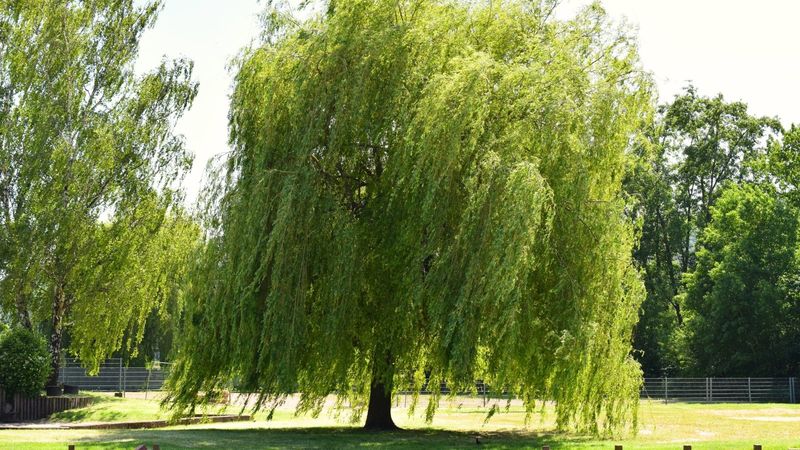 AVOID: Thirsty Willows