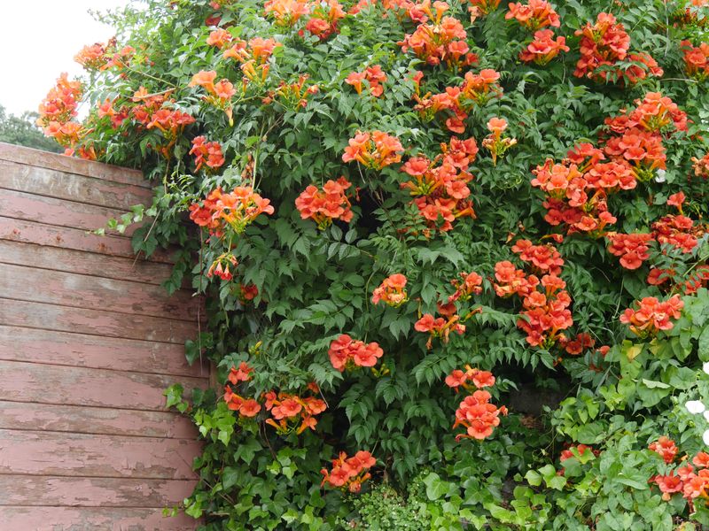 AVOID: Trumpet Vine