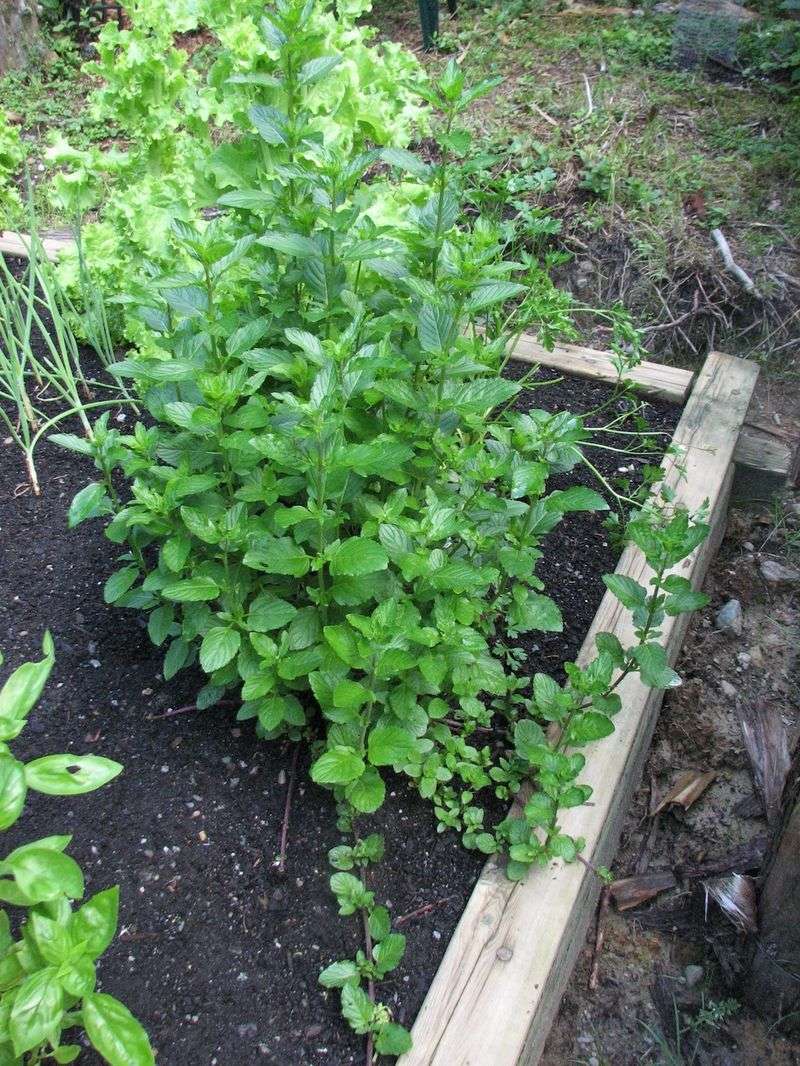AVOID: Mint in Garden Beds