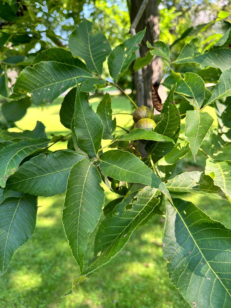 AVOID: Allelopathic Black Walnut Trees